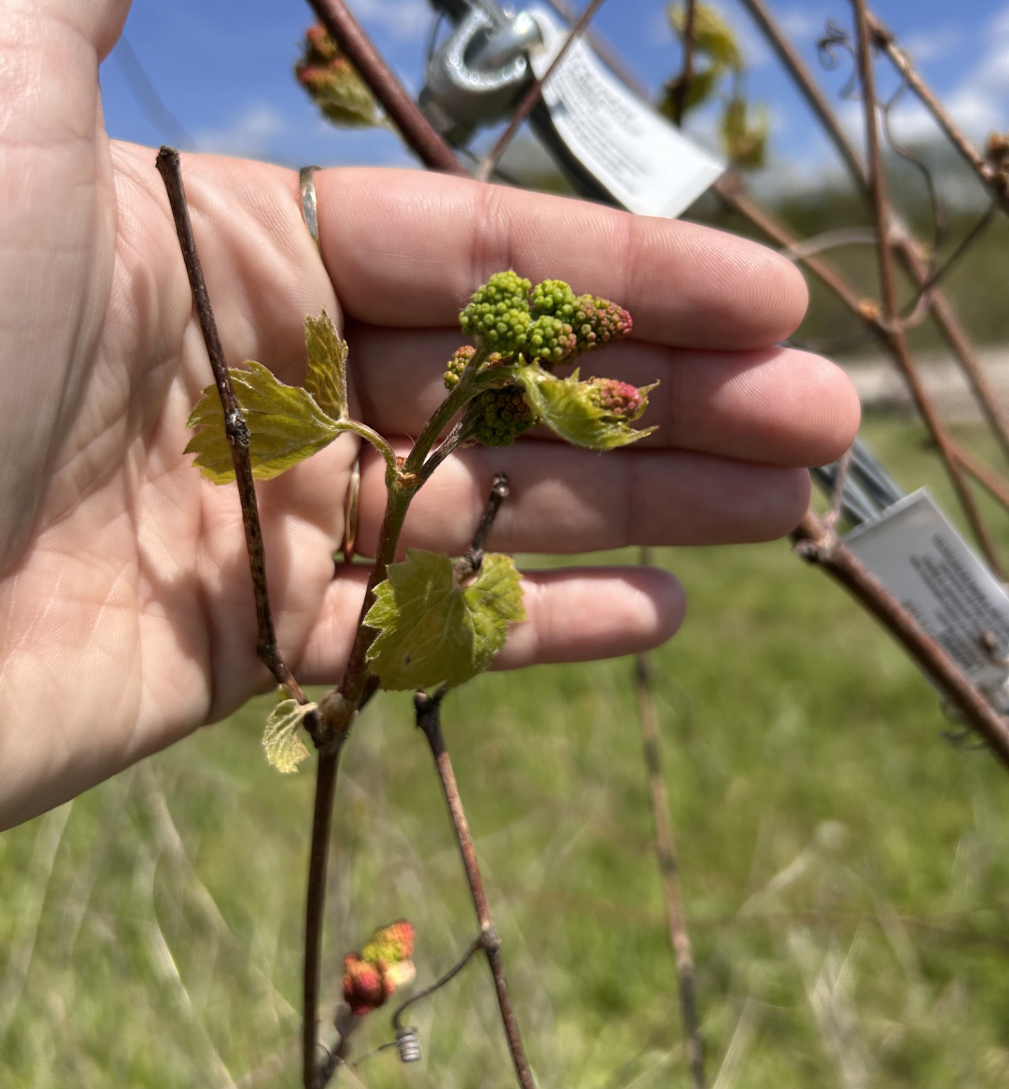 Close-up of a Niagara grape leaf and stem.